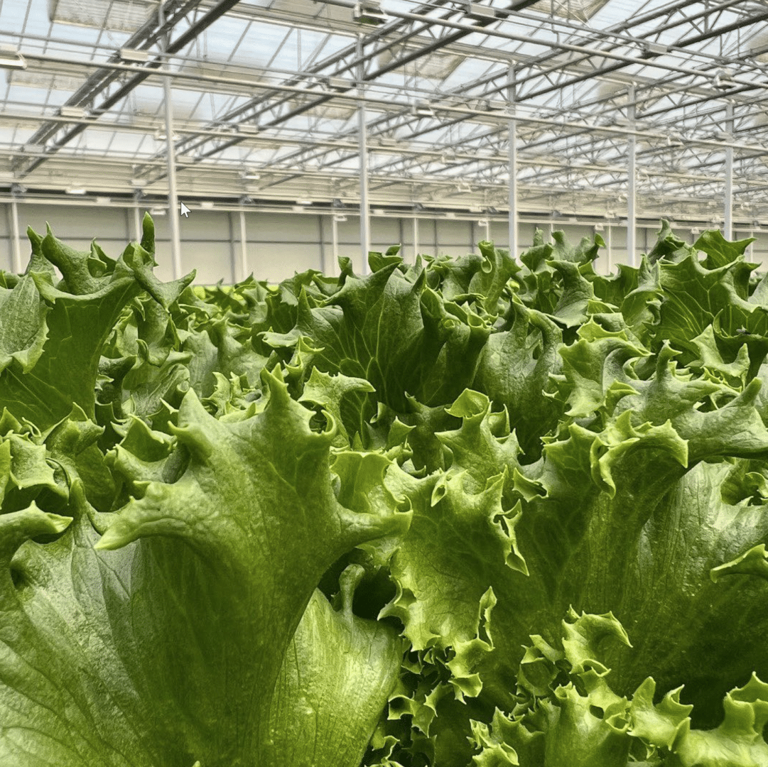 Little Leaf Farms salad